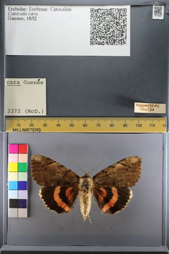 Media type: image;   Entomology 748047